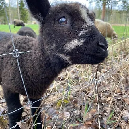 Vierastupa Laehellae Keskustaa Lejlighed Oulu