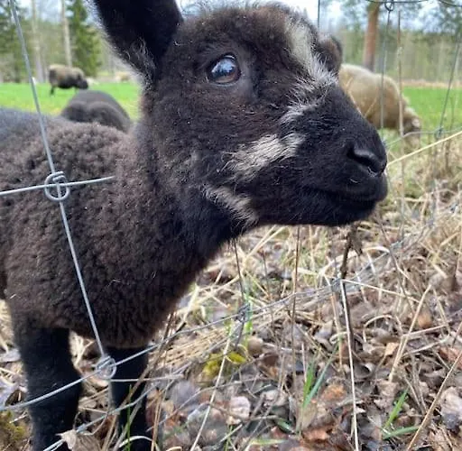 Vierastupa Laehellae Keskustaa Apartamento Oulu